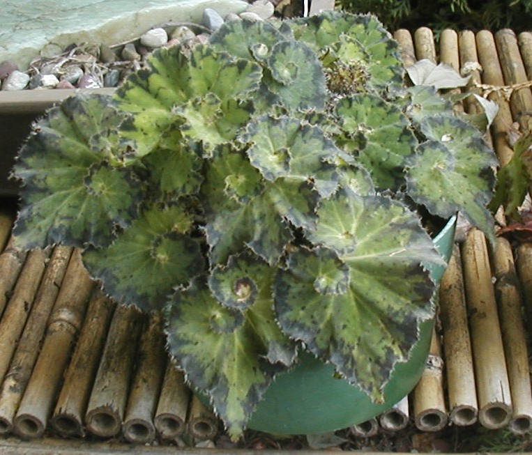 B. ‘Chissom’